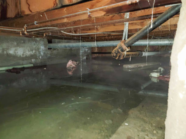 Best Professional water damage repair  in Lawrencevle, IL